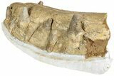 Fossil Primitive Whale (Pappocetus) Front Jaws #234637-9